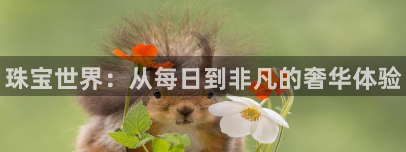 新宝5平台咋样：珠宝世界：从每日到非凡的奢华体验