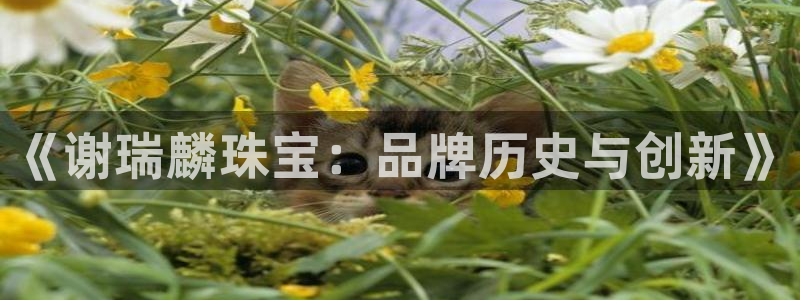 新宝5-测速：《谢瑞麟珠宝：品牌历史与创新》