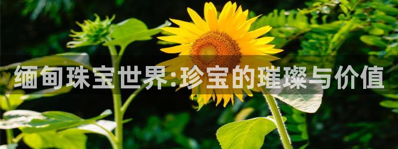 新宝5娱乐网址：缅甸珠宝世界:珍宝的璀璨与价值